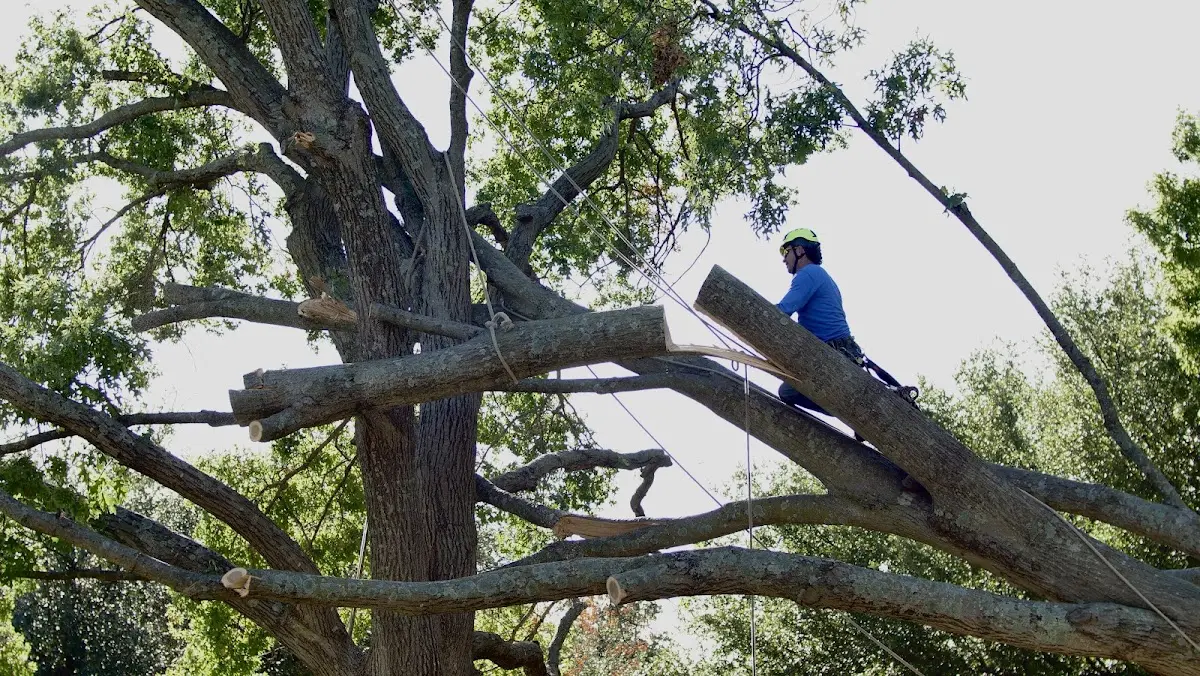 Professional Crown Thinning performed by certified arborists in Jewett
